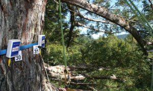 picus-tomograph-on-a-redwood-at-93-m-height_reference